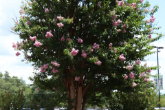 Lilac-Trees-at-Prix-de-West-2023-20