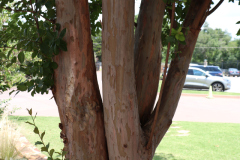 Lilac-Trees-at-Prix-de-West-2023-21