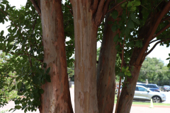 Lilac-Trees-at-Prix-de-West-2023-22