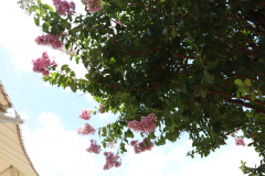 Lilac-Trees-at-Prix-de-West-2023-23