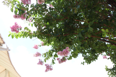 Lilac-Trees-at-Prix-de-West-2023-24