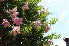 Lilac-Trees-at-Prix-de-West-2023-25