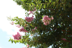 Lilac-Trees-at-Prix-de-West-2023-26