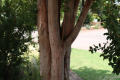 Lilac-Trees-at-Prix-de-West-2023-27