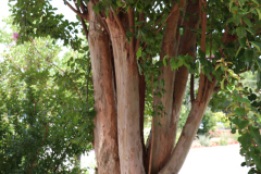 Lilac-Trees-at-Prix-de-West-2023-28