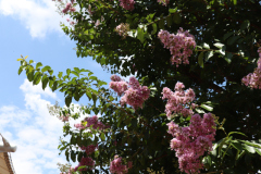 Lilac-Trees-at-Prix-de-West-2023-29