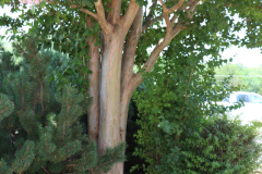 Lilac-Trees-at-Prix-de-West-2023-3