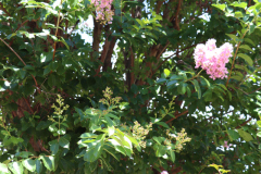Lilac-Trees-at-Prix-de-West-2023-30