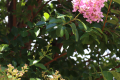 Lilac-Trees-at-Prix-de-West-2023-31
