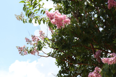 Lilac-Trees-at-Prix-de-West-2023-32
