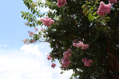 Lilac-Trees-at-Prix-de-West-2023-33