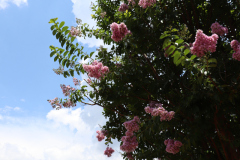 Lilac-Trees-at-Prix-de-West-2023-34