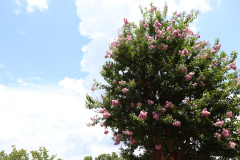 Lilac-Trees-at-Prix-de-West-2023-35
