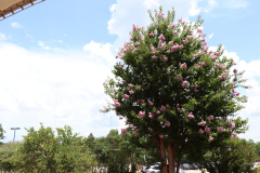 Lilac-Trees-at-Prix-de-West-2023-36