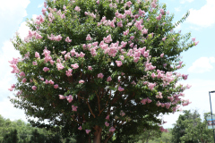 Lilac-Trees-at-Prix-de-West-2023-37