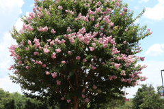 Lilac-Trees-at-Prix-de-West-2023-38