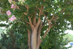 Lilac-Trees-at-Prix-de-West-2023-4