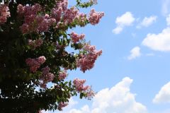 Lilac-Trees-at-Prix-de-West-2023-5