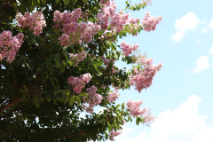 Lilac-Trees-at-Prix-de-West-2023-6