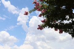 Lilac-Trees-at-Prix-de-West-2023-7