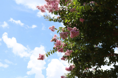 Lilac-Trees-at-Prix-de-West-2023-8