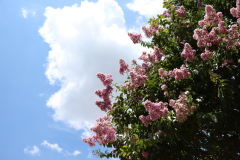 Lilac-Trees-at-Prix-de-West-2023-9