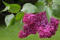 Lilac20H9-72-6
