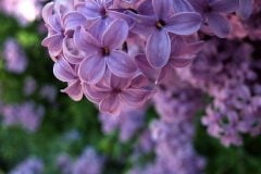 Lilac6