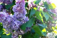 PL_SpringTimeLilacs_Lossman_040907
