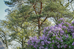 Ponderosa-Pine-and-Lilacs-Muncie
