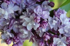 Purple20lilacs