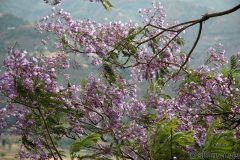 PurpleBlossoms