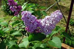 Syringa_vul2