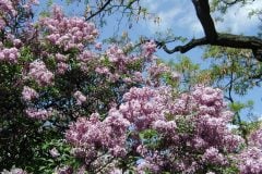 castle_lilacs