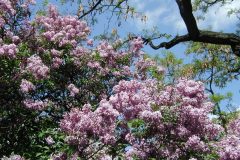 castle_lilacs