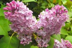 define-lilac-1
