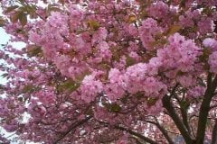 kwanza_cherry_tree