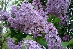 lilac-11