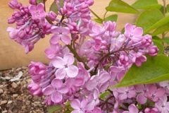 lilac08_maidens-blush