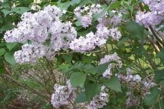 lilacs-4