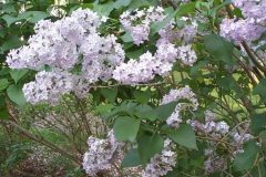 lilacs-4