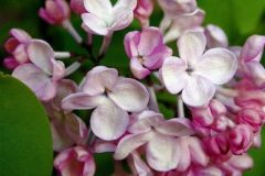 lilacs-closeup