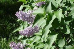 lilacs-main_Full