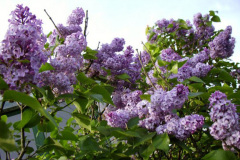 lilacs2-2