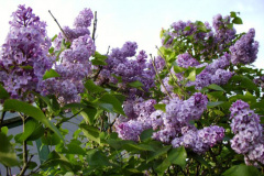 lilacs2