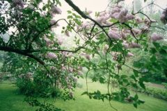 lilacs3