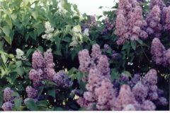 lilacs34