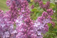 lilacs5