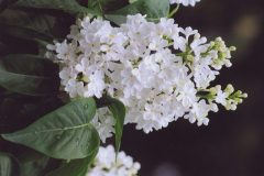 lilacs_Rochester