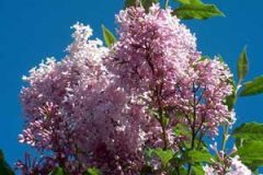 lilacs_ls